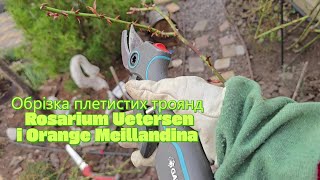 :    Rosarium Uetersen  Orange Meillandina.