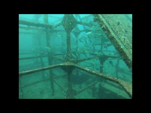 【8月3日】やなうねりが…