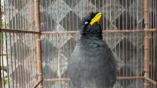 jalak kebo gacor full isian suara paling di cari untuk pancingan - masteran semua tipe burung jalak