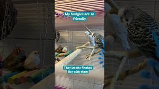 You can house budgies and finches together depending on their personality #birds #finches #budgies