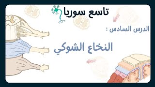 النخاع العصبي | علوم تاسع سوريا الدرس السادس 2023