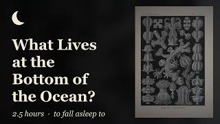 A Slow Journey to the Bottom of the Ocean | Deep Sea Documentary for Sleep (2.5 hours) screenshot 5