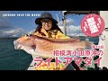 【甘鯛釣り・出るか50UP！】三石忍　忍塾THE・ムービー10 ライトアマダイ