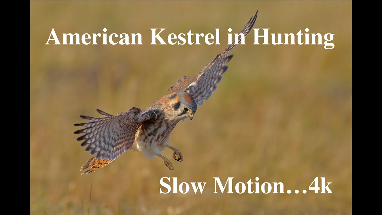 American Kestrel in Hunting