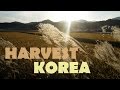 HARVEST IN KOREA