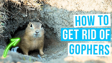 How to GET RID OF GOPHERS on lawn or garden