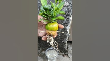 Amazing method for grow lemon tree from grafting by potato#viral #short #potato#lemontree