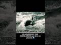 Por que as orcas são chamadas de baleias assassinas?