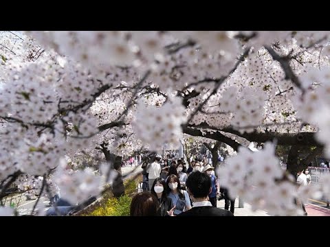 Video: Festival de los cerezos en flor de San Francisco: la guía completa