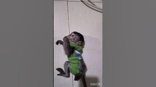MERAJUK gak dipeluk #monkey #babymonkey #monyet #monkeyvideo #cute #animation #funny #fyp