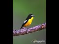白眉姬鶲 Yellow-rumped Flycatcher #birds #wildlife #nature #birdingparadise #4k #animals #birdswatching