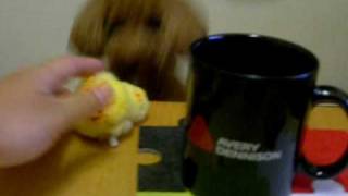 DSCN9297.MOV