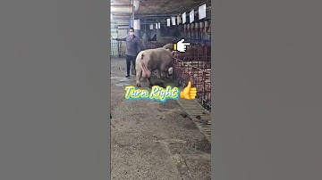 Turn right ok👍 #pigsisbeautiful #pig #piggy #farm #piglet #farming#video #animals#pigging#subscribe