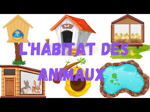 Vidéo: Famille des chats : liste, description des animaux et de leurs habitats