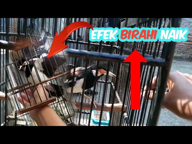 cara naikin birahi burung jalak suren agar cepat gacor dan mompa class=