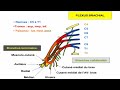 Innervation du membre suprieur