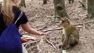 Im Affenwald Kintzheim 004