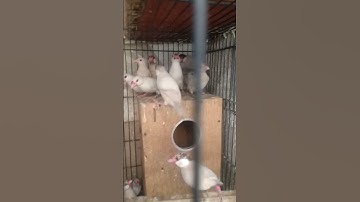 fawn java opal java albino java 03184024299 what