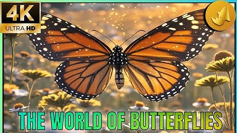 Butterflies: Secrets of Their Life, Migration and How to Save Them | Complete Guide