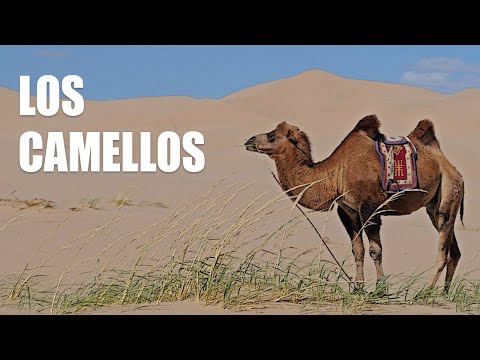 Los Camellos //