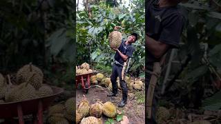 Hal yang biasa terjadi pada pohon durian saat musim hujan angin  #durian #anginkencang