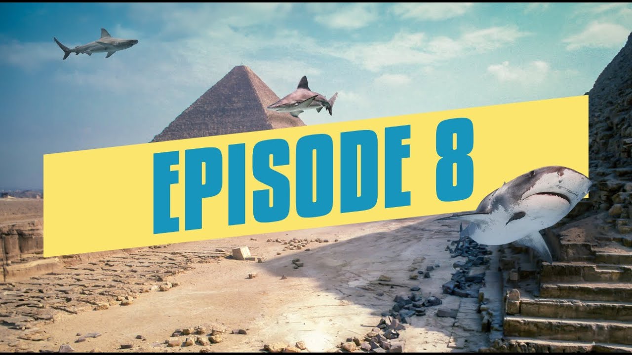 ضياء يوسف صاحب شركه 