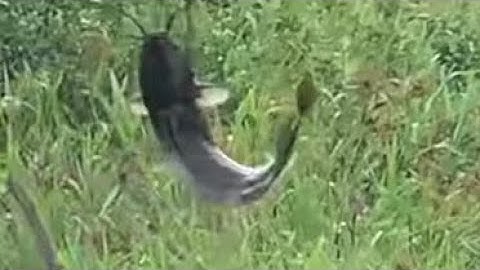 Câu cá rô và trê long an ||Đổ Ngọc Hồ