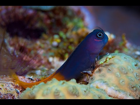 bicolor blenny ecsenius bicolor youtube