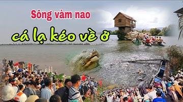 sông Vàm nao bất ngờ hàng trăm tấn cá bơi về ở cùng ông lão