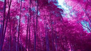 Mild High Club - Homage (Slowed x Reverb)