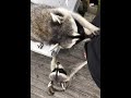 Raccoons helping me arrange Peonies and &quot;play biting&quot; because i&#39;m ignoring them  -  6/8/2019