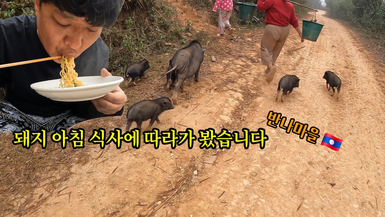 (반나마을) 돼지 아침 식사에 따라가 봤습니다 🇱🇦 36