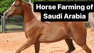 Horse Farming of  Saudi Arabia |Arabian Horse | Beautiful Horse Farm | Horse stable