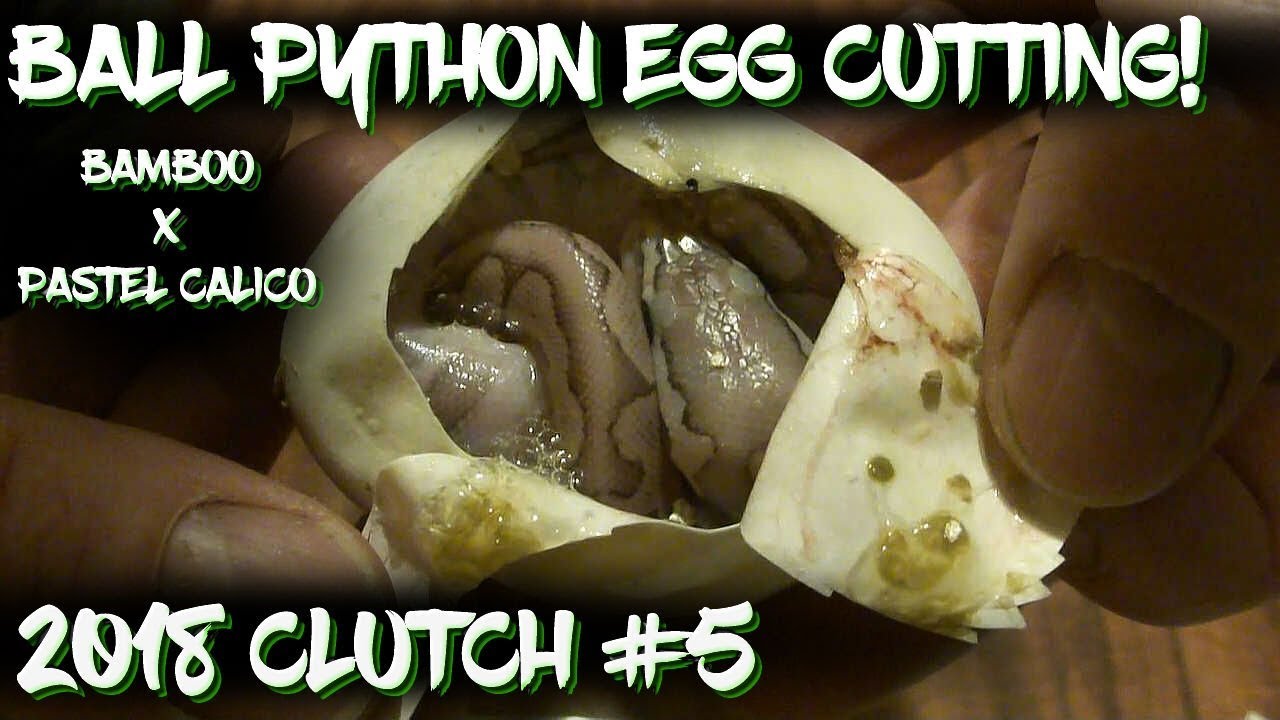 eggs florentine Ball python egg cutting - 2018 clutch #5