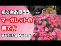 初心者必見✨枯れかけのマーガレットの対処法