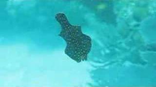 Swimming Leopard Flatworm