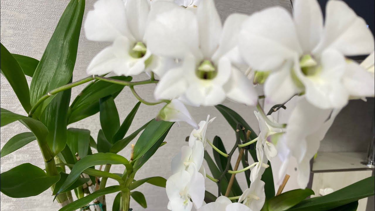 Домашнее ЦВЕТЕНИЕ ОРХИДЕЙ в марте🥰