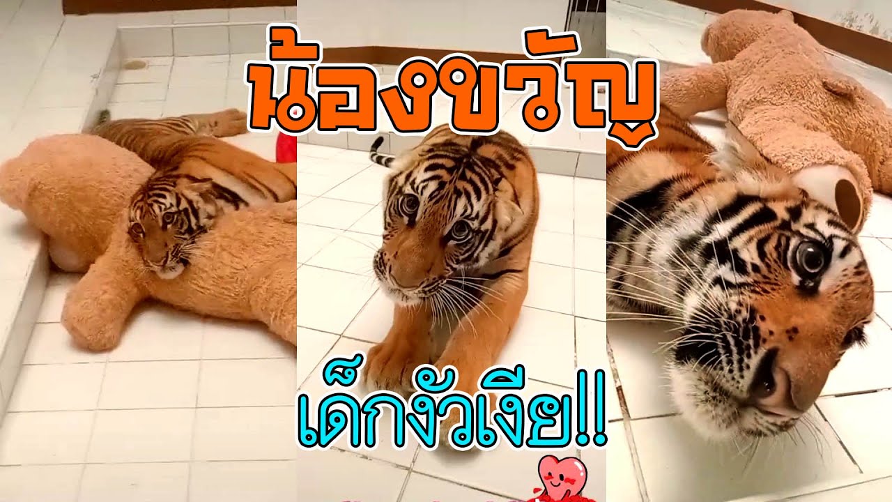 งัวเงียกับน่ารัก น้องขวัญเป็นเสือนะลูกหนูไม่ใช่แมว เสือแอ๊บแบ๊ว แก้มป่อง!!! - YouTube งัวเงียกับน่ารัก น้องขวัญเป็นเสือนะลูกหนูไม่ใช่แมว เสือแอ๊บแบ๊ว แก้มป่อง!!! - Youtube