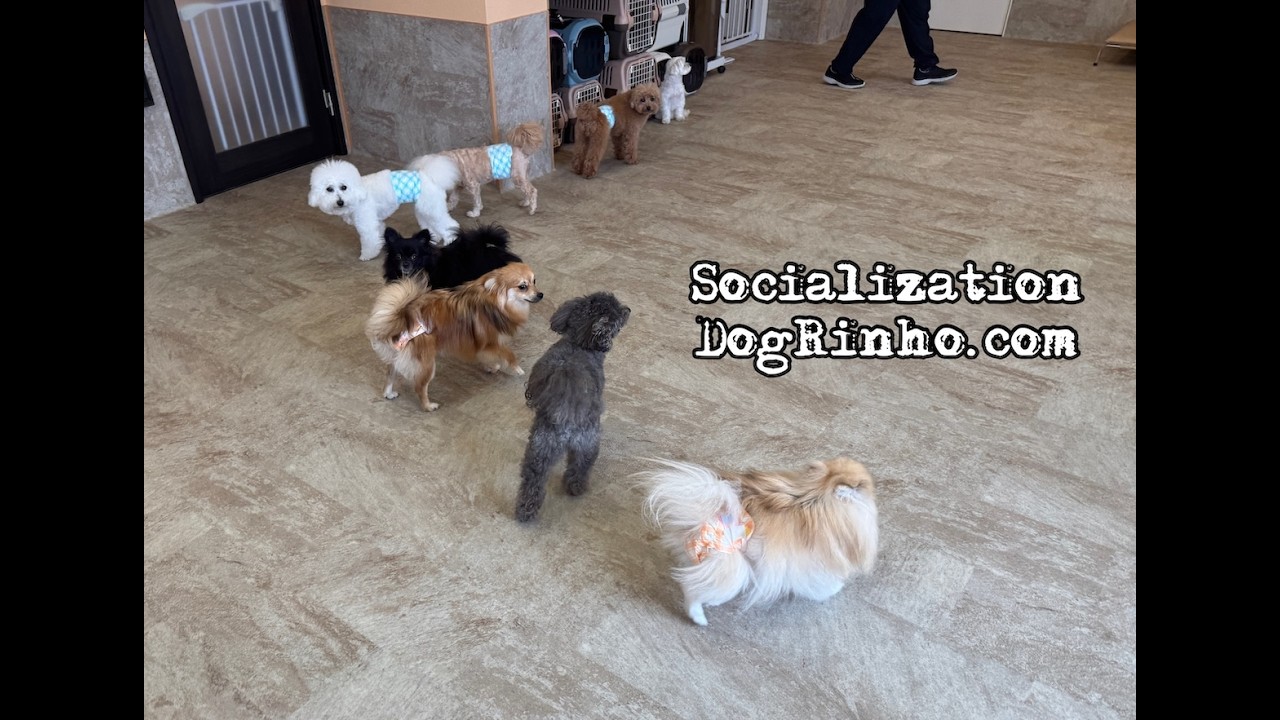 Dog daycare in Japan DogRinho 犬の保育園 20260531 - YouTube