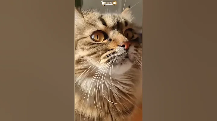 Video 11788651: american bobtail cat, animation cat american, funny american cats, american cute cat, cat cute dog animals