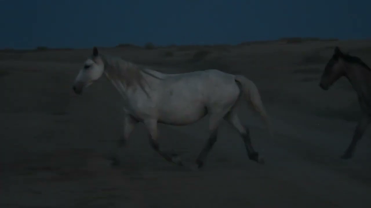 Wild Horses After Dark - Sand Wash Basin Wild Horses