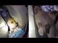 Hungry bear cub seen in car looking for snacks