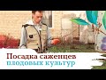 Как сажать саженцы плодовых культур?