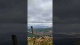 ireland kerry hills sheep shorts