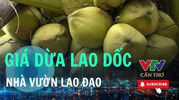 Oplossingen om de concurrentiekracht van Vietnamese kokosnoten te vergroten | VTV CAN THO