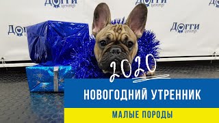 Новогоднее представление малых пород собак (Догги-центр)