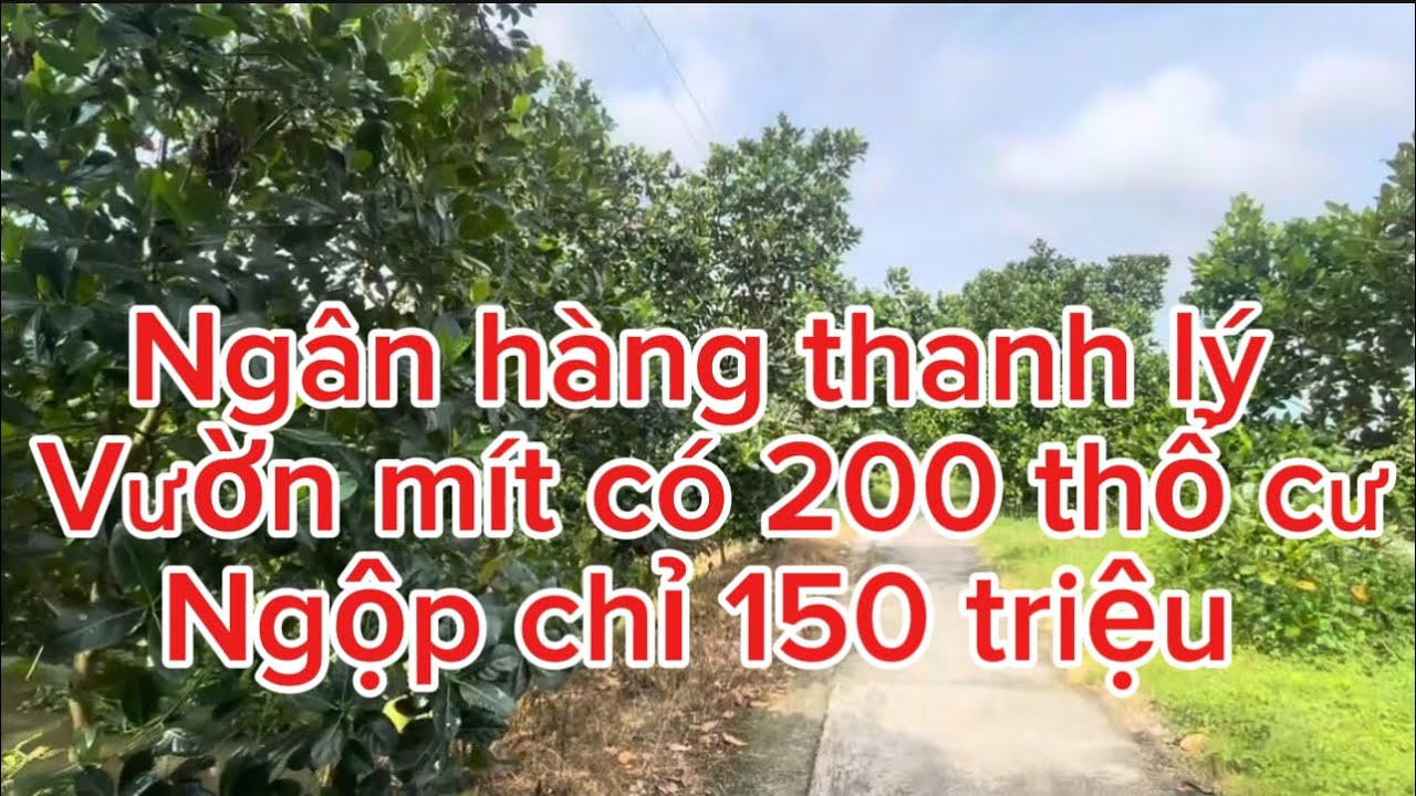 Ngân hàng thanh lý vườn mít ngộp 150 triệu 😍😍