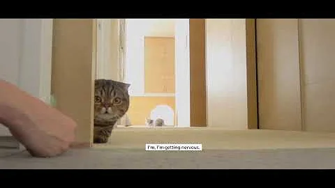 Video 10531: scottish fold munchkin, british shorthair mix cat