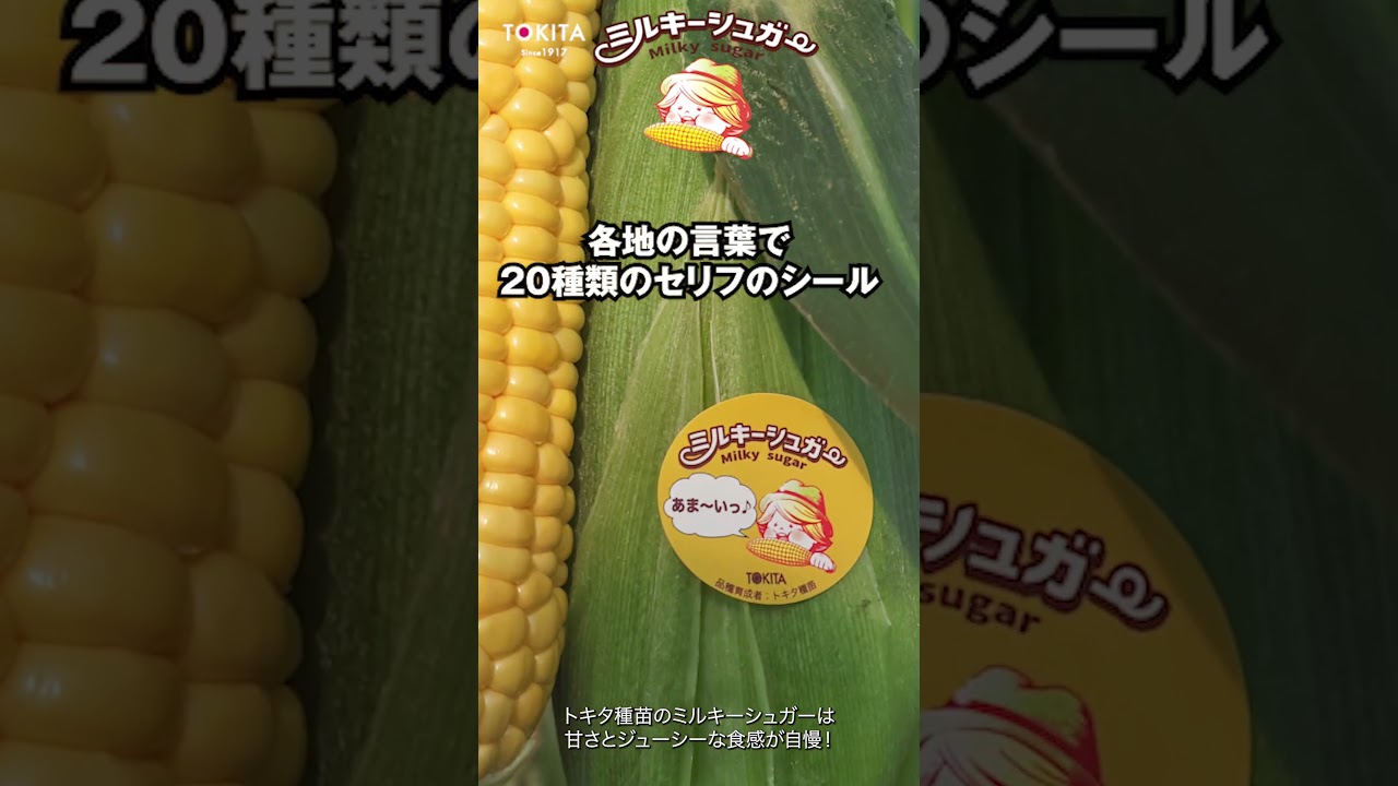 Milky Sugar Sweetcorn] [Fruit and Vegetable Sales Sticker] When