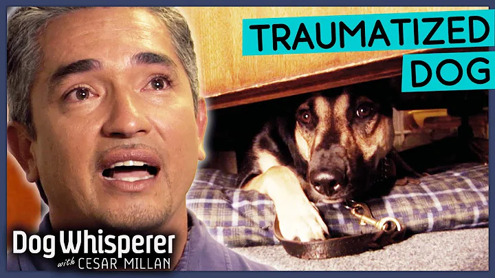 Terrified Stray Dog Lives Life In Fear 💔 Dog Whisperer With Cesar Millan